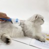 Cepillo Cardina Acero Automatico para Perros y Gatos